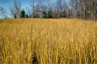 ble recherche ferticonseil